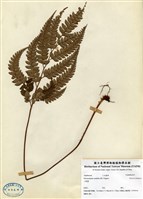 藏品(斜方複葉耳蕨)的圖片